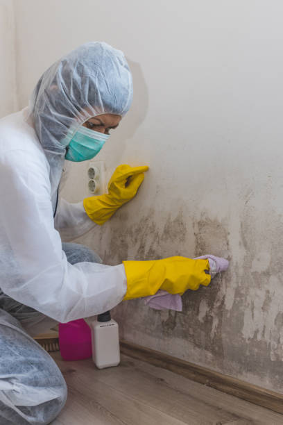 Best Black Mold Removal  in Briarcliff Manor, NY