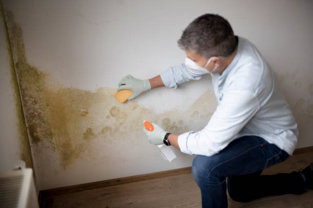 Best Asbestos and Lead Testing During Mold Inspection  in Briarcliff Manor, NY