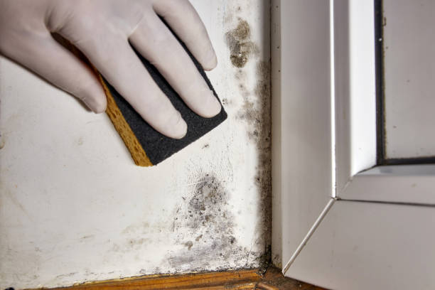 Best Mold Removal for HVAC Installations  in Briarcliff Manor, NY